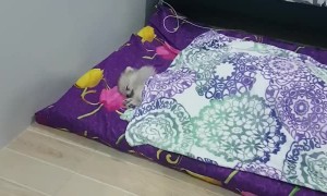 Tiny Dog, Big Bed