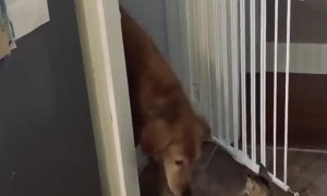 Cat Politely Opens Gate for Golden Retriever