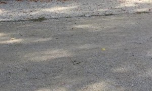 Crow Teases Dachshund in Park