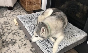Stubborn Husky has mixed thoughts after trying out new bed