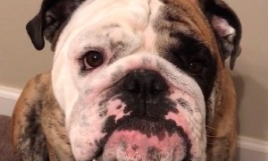 Bulldog confronts owner and voices concern over lack of attention