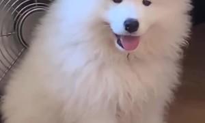 Adorable Samoyed casually hangs in front of a fan to cool off