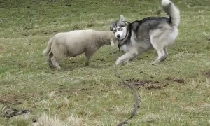 Energetic lamb enjoys playtime with husky best friend