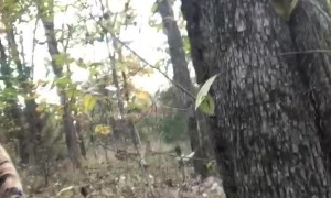 Curious Deer Approaches Hunter