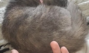 Sleepy Cat Flips like Pancake