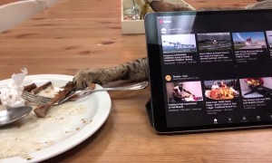 Sneaky Kitty Swipes Food from Behind Screen