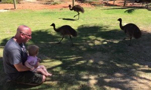 Dad and Daughter Visited by Emu Family