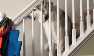 Stubborn husky vocally protests walk time while sitting on steps