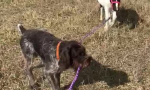 Wirehair Pointer Walks His Horse