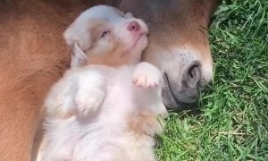 Puppy cuddles and naps with baby horse and it's the cutest thing ever