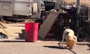 Helping Goat Get His Head Unstuck