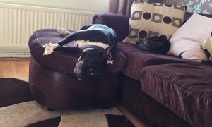 Dreaming dog hilariously falls off couch