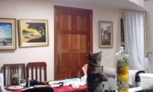 Teaching Kitty to Clean Dishes