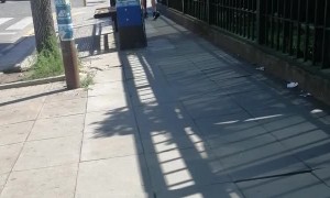 Aggressive Bird on the University