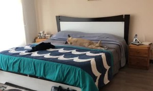 Dog Basks in Bed When Moms Gone