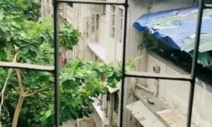 Falcon Swoops on Mid Air Meal