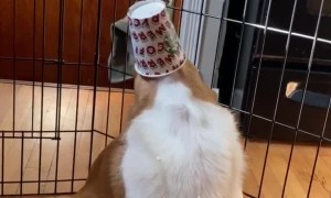 Doggo Chugs Puppuccino