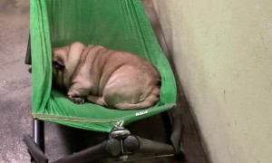 Pug Crawls into Comfy Hammock