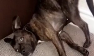 You can't help but laugh at these hysterical dogs