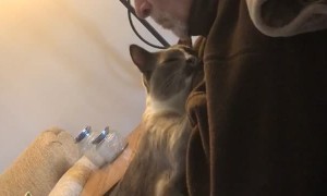 Cat Cares for Companion with Alzheimer's