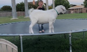 Boy Bounces with Billy Goat Best Friend
