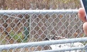 Beautiful Piebald Deer Wandering in Downtown Sackville