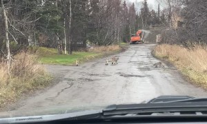 Lynx Family Go for Leisurely Stroll