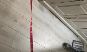 Puppy Trying to Walk His Big Brother