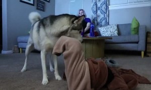 Husky saves the day after sister gets stuck in onesie pajama