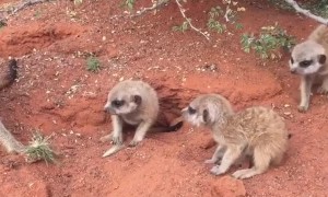 Meerkats in the Morning