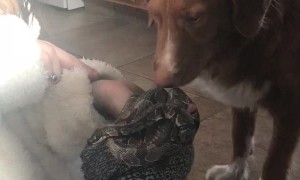 Snake Gets Kisses from Gentle Dog