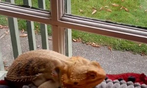 Lizard Loves Lounging on Ottoman