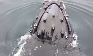 Amazing Whale Encounters​
