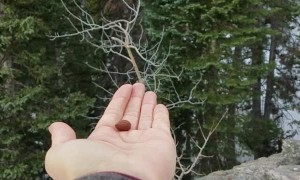 Canada Jays Snatching Some Snacks