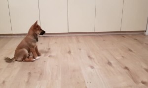 Cutest Animal Moments of 2019