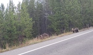 Cars Wait for Grizzly Bear and Cubs