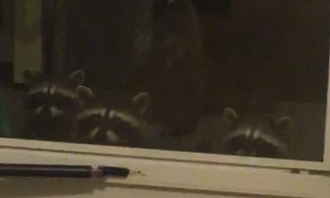 Racoon Brings Friends for a Feed