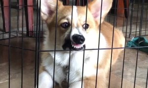 Pup Making a Weird Face