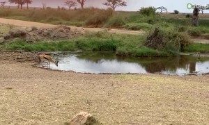 Charging lion attempts to catch gazelle off guard
