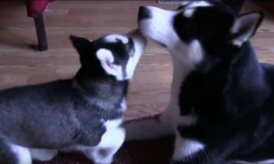 Husky dad meets his puppy for the first time and its priceless