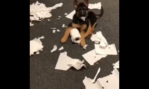 German Shepherd puppy makes huge mess