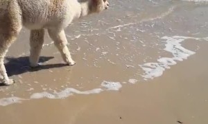 Alpaca Plays at Australian Beach