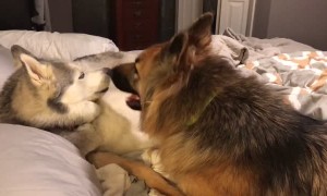 Husky wants sleep but German Shepherd has other plans