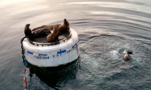 Sea Lions Won't Share Resting Place