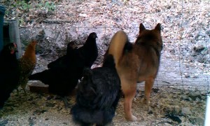 Chickens Give Pup a Rude Poke
