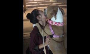 Excited dog welcomes home owner in heartwarming fashion