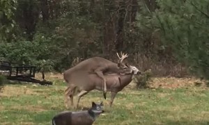 Deer Confused by Broken Doe