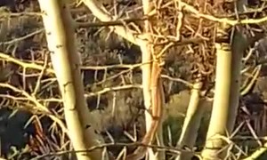 Snake Steals From Bird's Nest