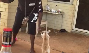 Kangaroo Joey Playing with People