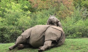 Energetic baby rhino adorably begs mom to play